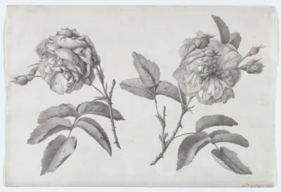 Two Roses