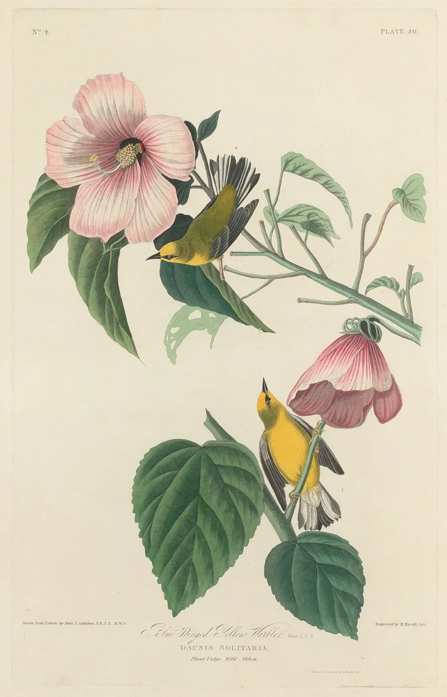 Blue-winged Yellow Warbler by Robert Havell, Jr.