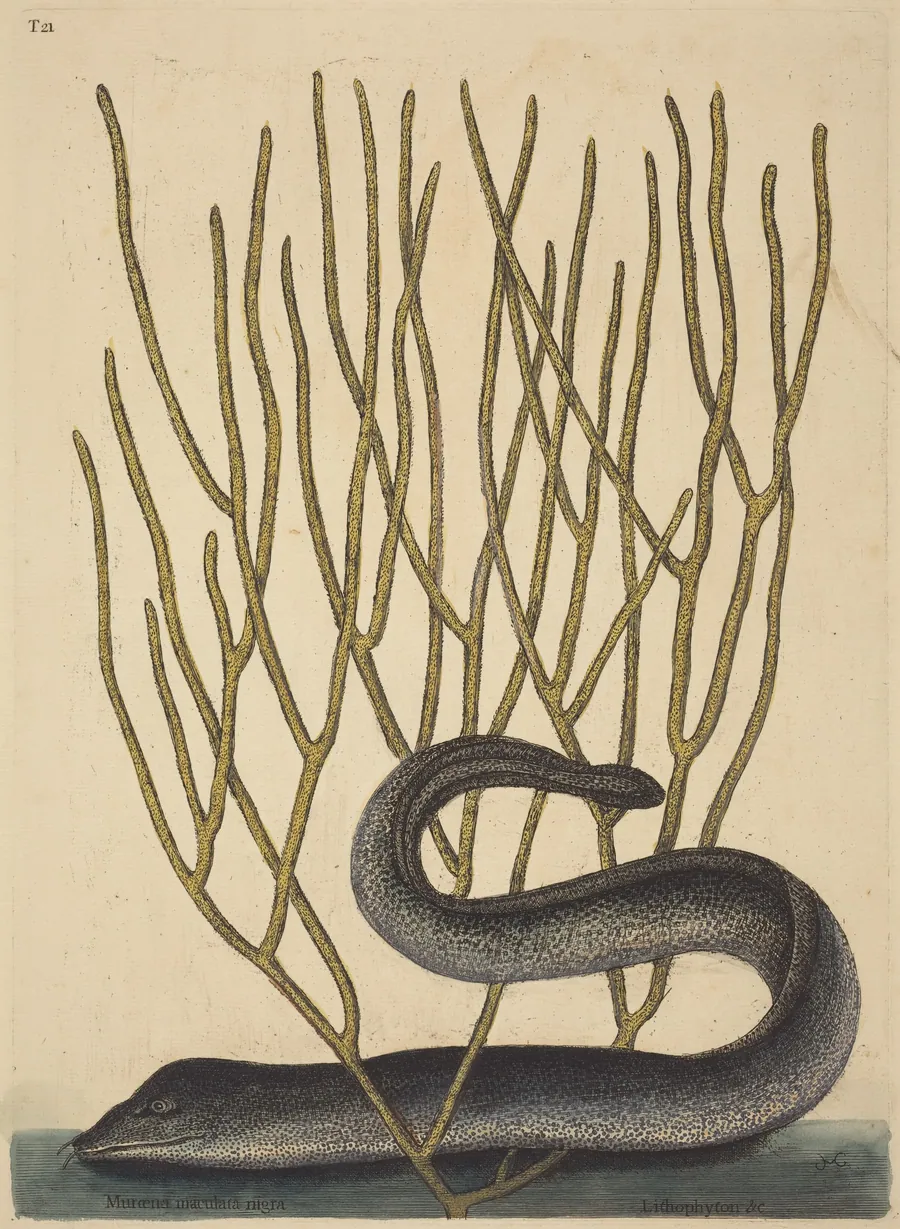 The Black Muray (Muraenae helenae varietas) by Mark Catesby