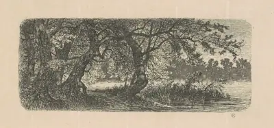 Water Elms