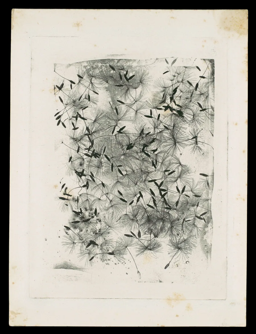 [Dandelion Seeds] by William Henry Fox Talbot