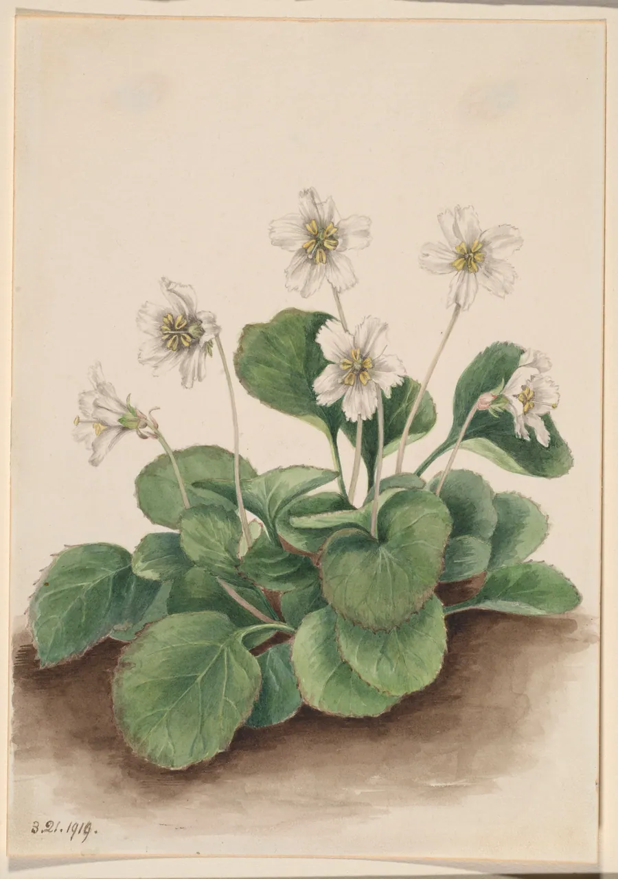 Oconee-Bells (Shortia galacifolia) by Mary Vaux Walcott, born Philadelphia, PA 1860-died St. Andrews, New Brunswick, Canada 1940
