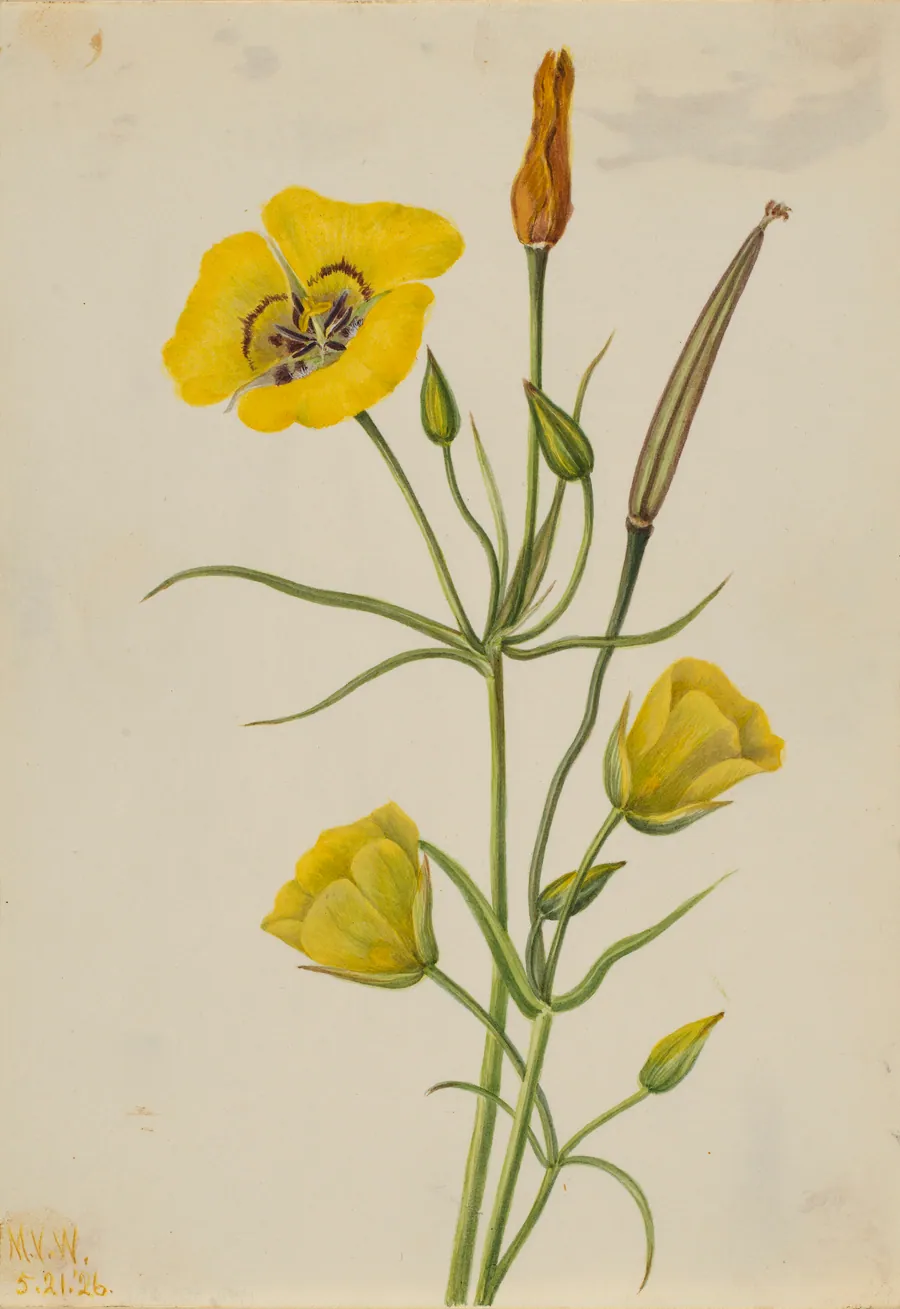 Goldenbowl Mariposa (Calochortus claratus) by Mary Vaux Walcott, born Philadelphia, PA 1860-died St. Andrews, New Brunswick, Canada 1940