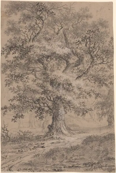 A Leafy Oak by a Woodland Path