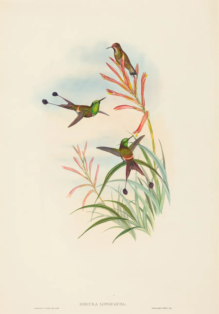 Discura longicauda (Racket-Tail) by H.C. Richter