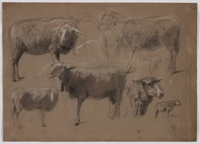 Studies of Sheep