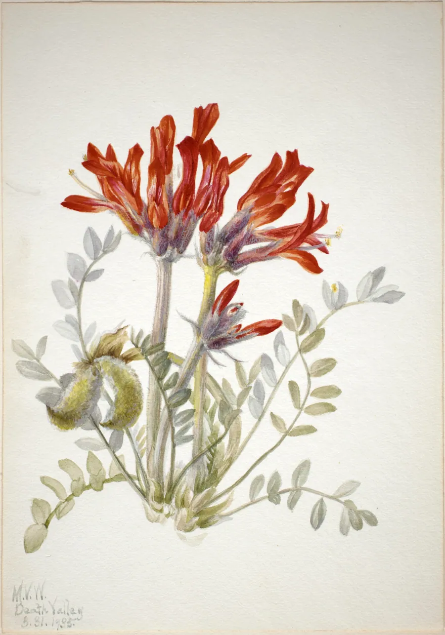 Scarlet Loco (Astragalus coccineus) by Mary Vaux Walcott, born Philadelphia, PA 1860-died St. Andrews, New Brunswick, Canada 1940