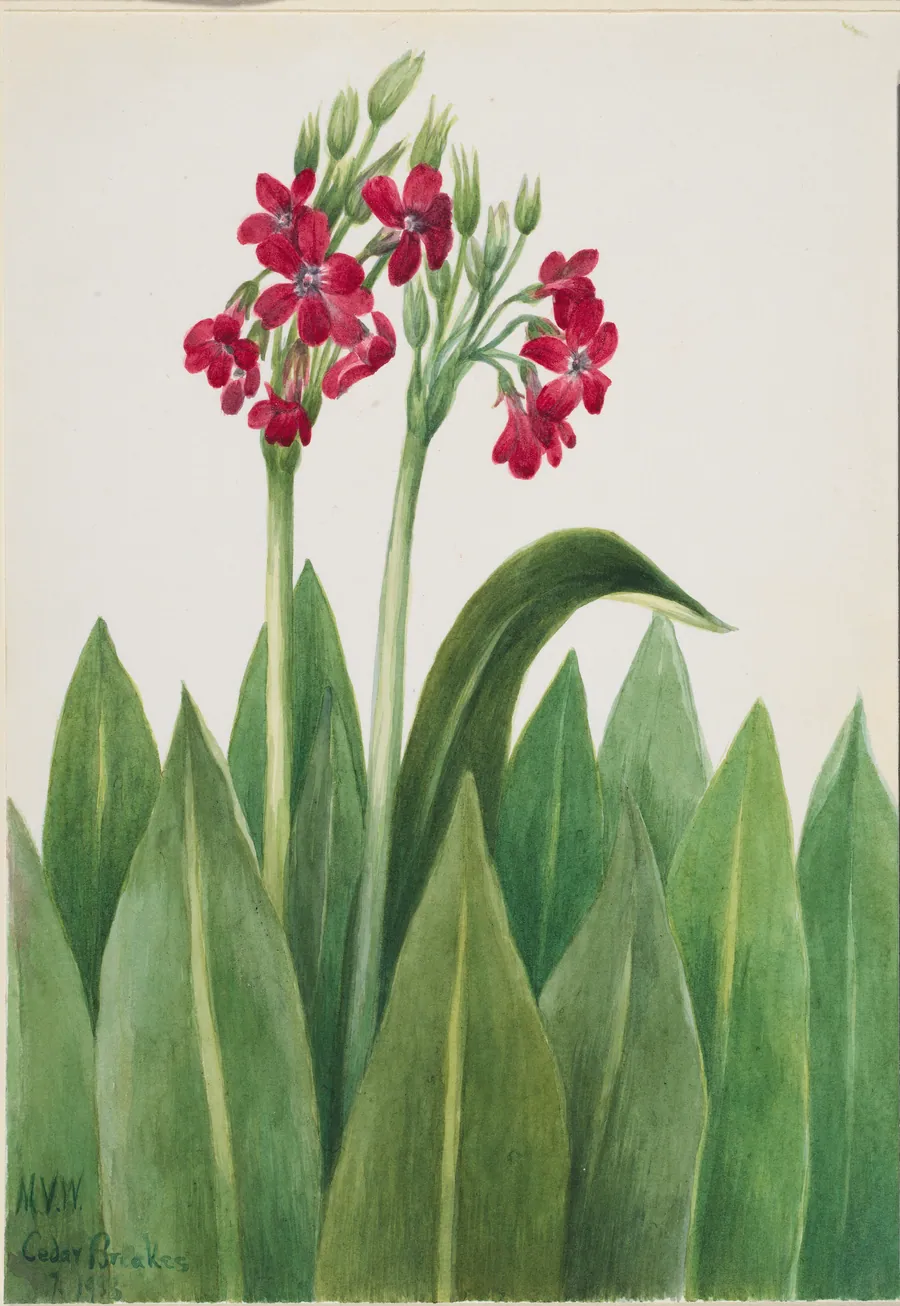 Primrose (Primula parryi) by Mary Vaux Walcott, born Philadelphia, PA 1860-died St. Andrews, New Brunswick, Canada 1940