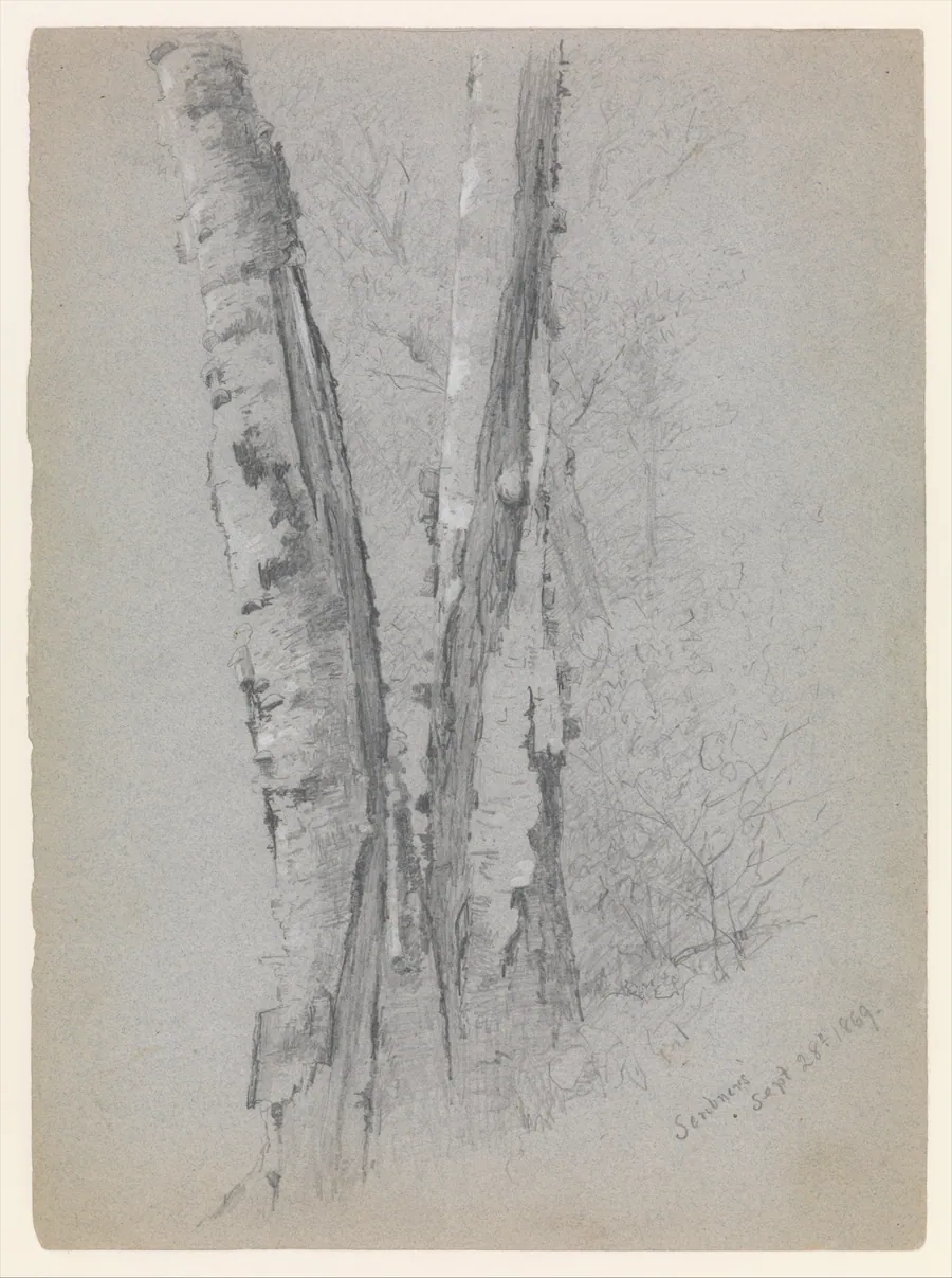 Study of Birch Trunks (Scribners') by Jervis McEntee