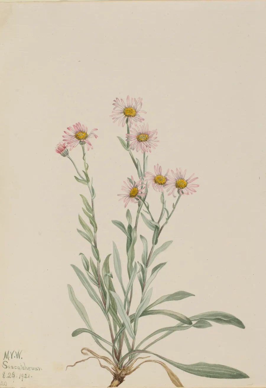 Pink Fleabane (Erigeron caespitosus) by Mary Vaux Walcott, born Philadelphia, PA 1860-died St. Andrews, New Brunswick, Canada 1940