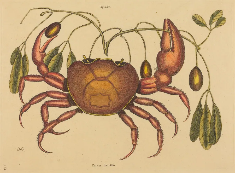 The Land-crab (Cancer ruricola) by Mark Catesby