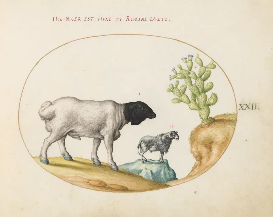 Plate 22: Blackhead Persian Sheep and a Sheep with a Long Tail, with a Cactus by Joris Hoefnagel