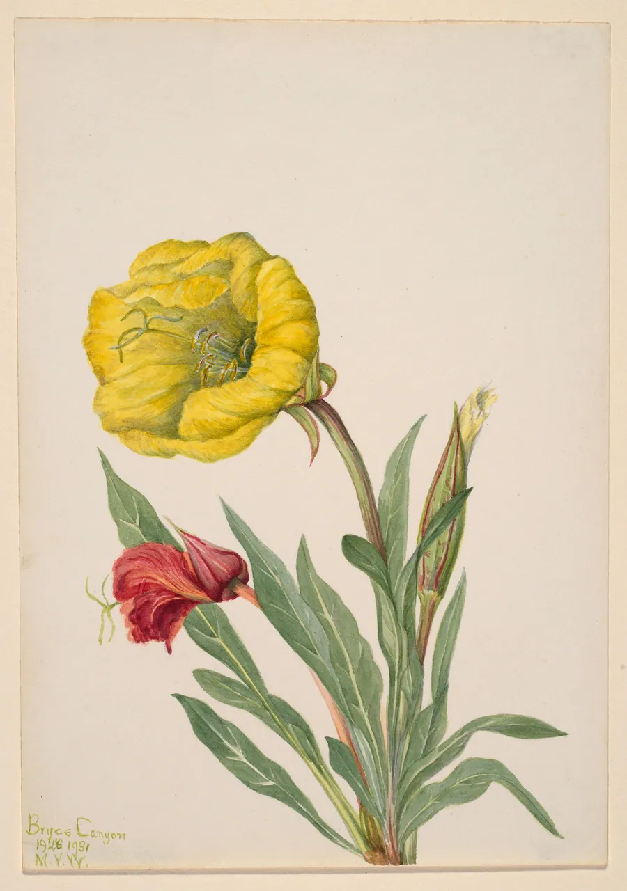 Evening Primrose (Oenothera howardi) by Mary Vaux Walcott, born Philadelphia, PA 1860-died St. Andrews, New Brunswick, Canada 1940