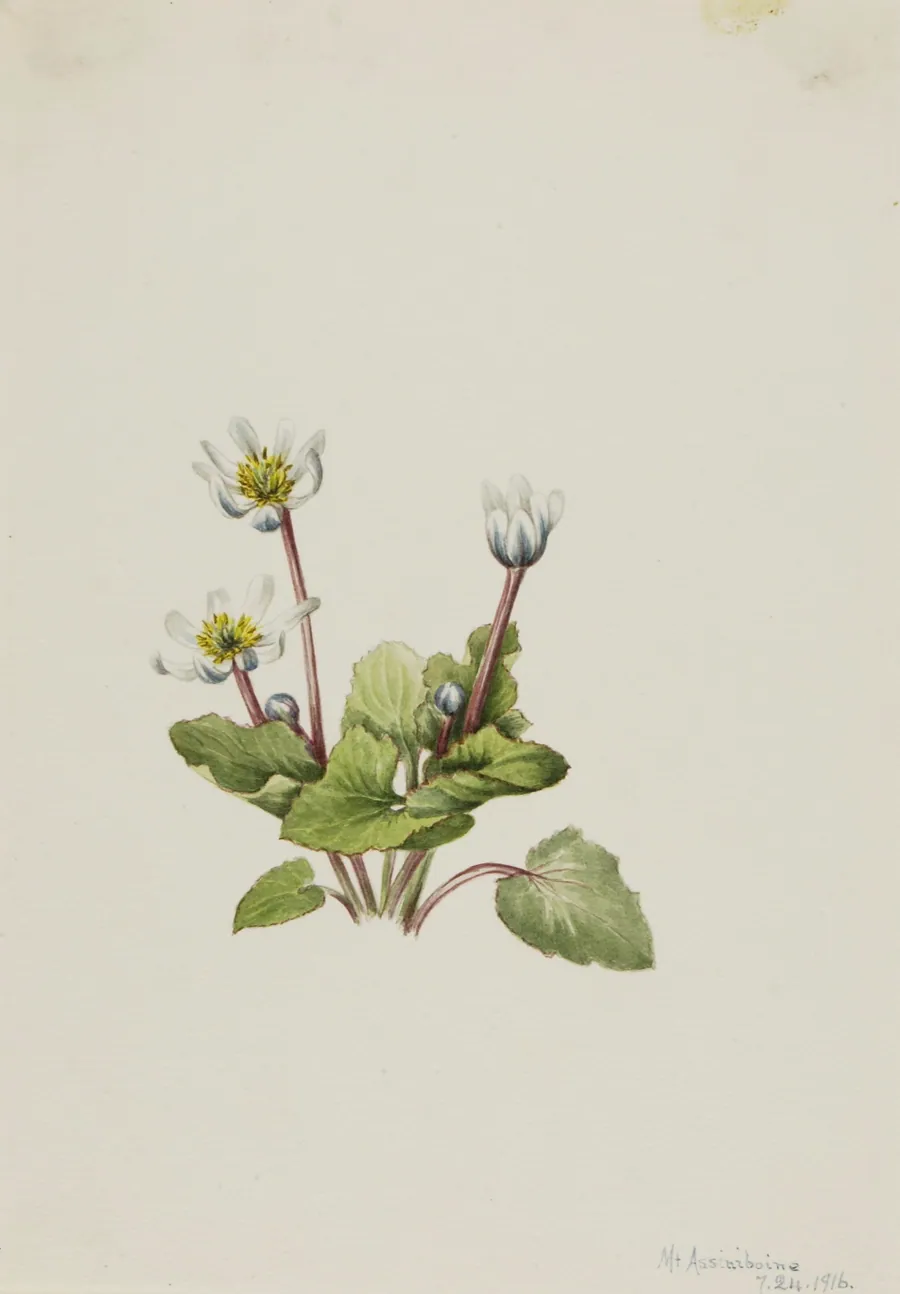 Elkslip (Caltha leptosepala) by Mary Vaux Walcott, born Philadelphia, PA 1860-died St. Andrews, New Brunswick, Canada 1940