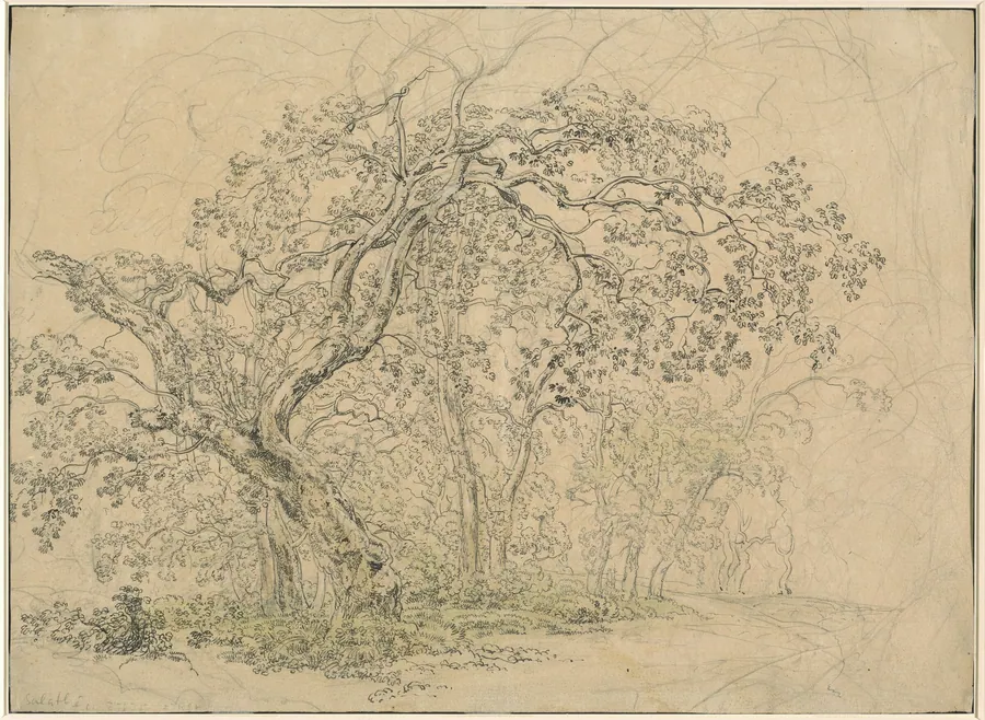 Grove of Trees [verso] by Friedrich Salathé
