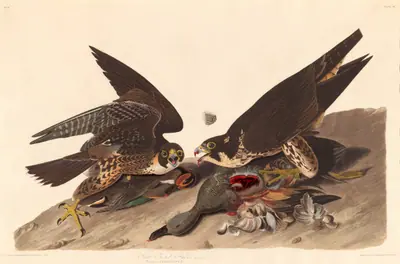 Great Footed Hawk