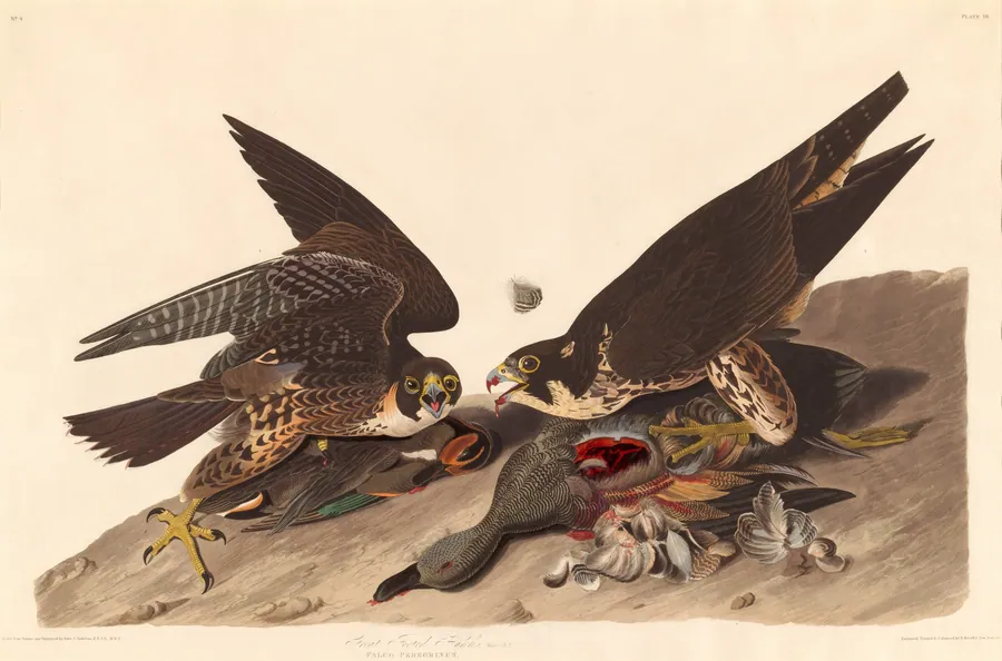 Great Footed Hawk by Robert Havell, Jr.