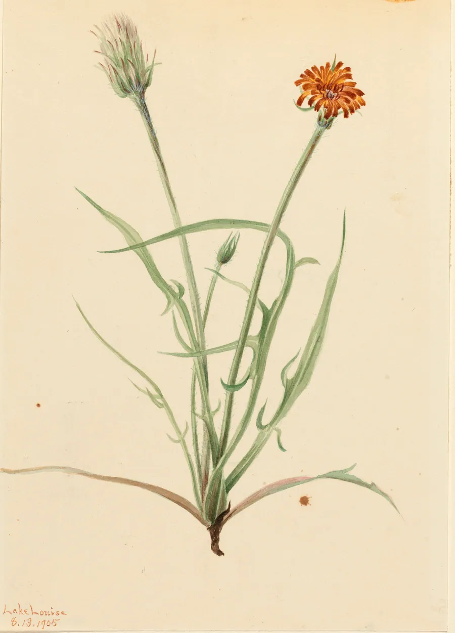 Grassleaf Agoseris (Agoseris graminifolia) by Mary Vaux Walcott, born Philadelphia, PA 1860-died St. Andrews, New Brunswick, Canada 1940