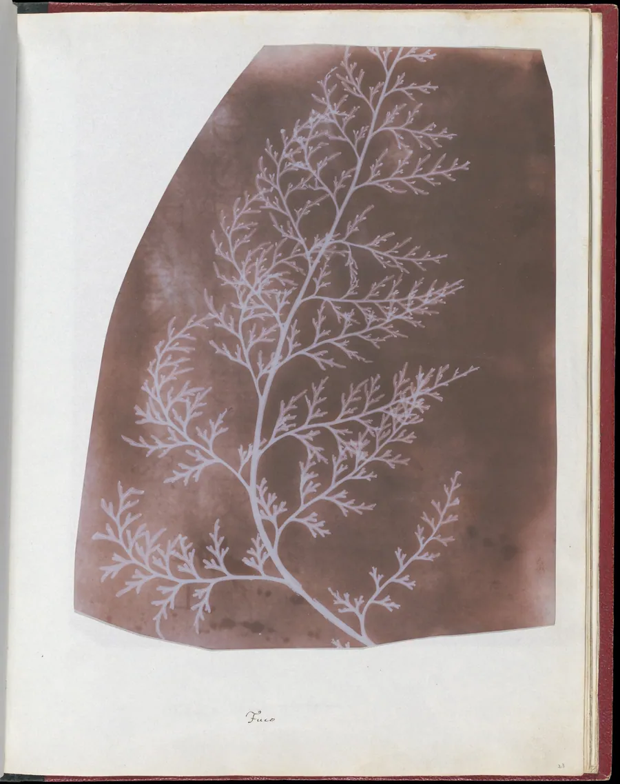 Wrack by William Henry Fox Talbot