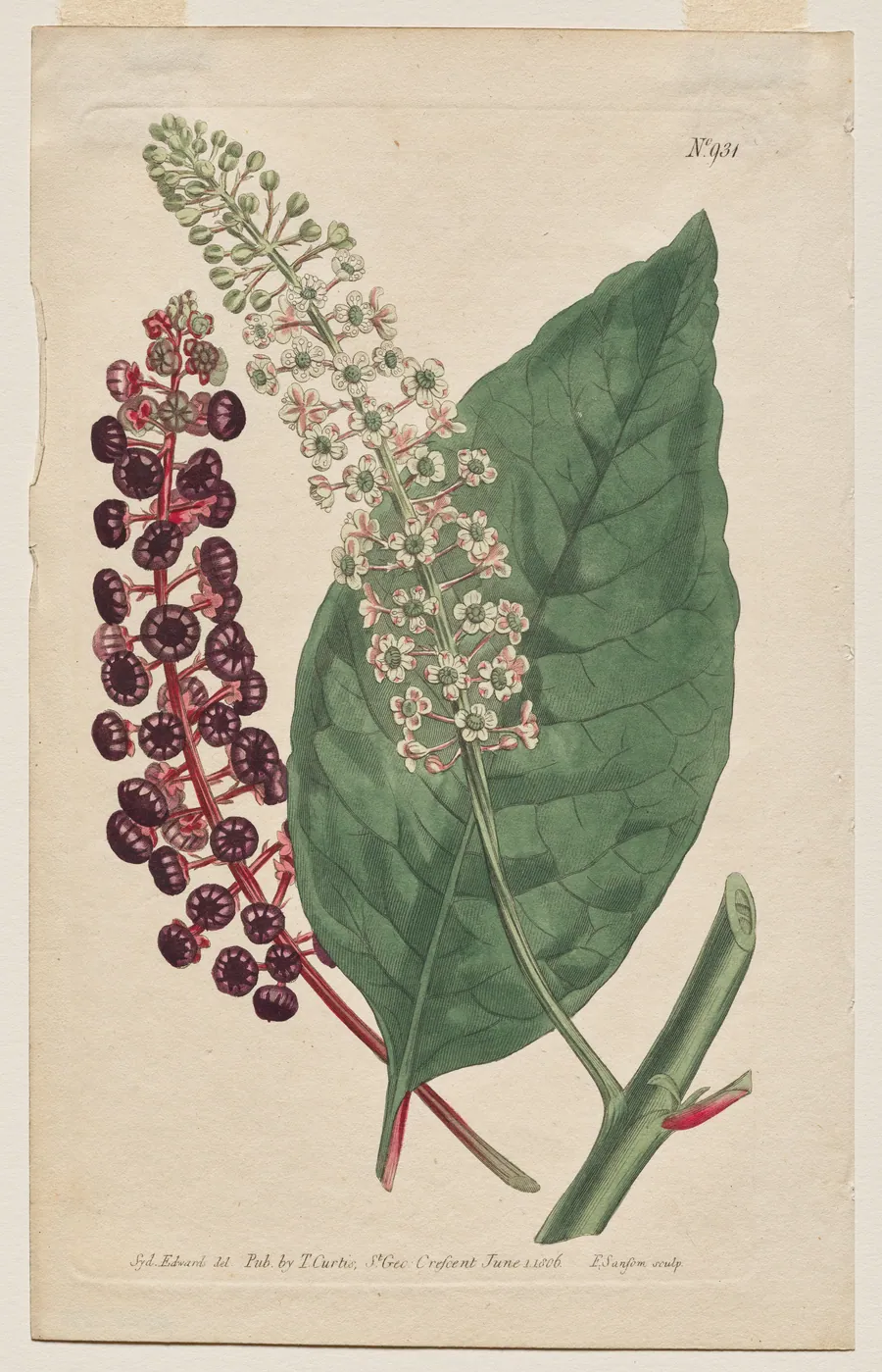 The Botanical Magazine or Flower Garden Displayed: Plate 931, Phytolacca Decandra. Virginian Poke. [Phytolaca Americana] by Francis Sansom