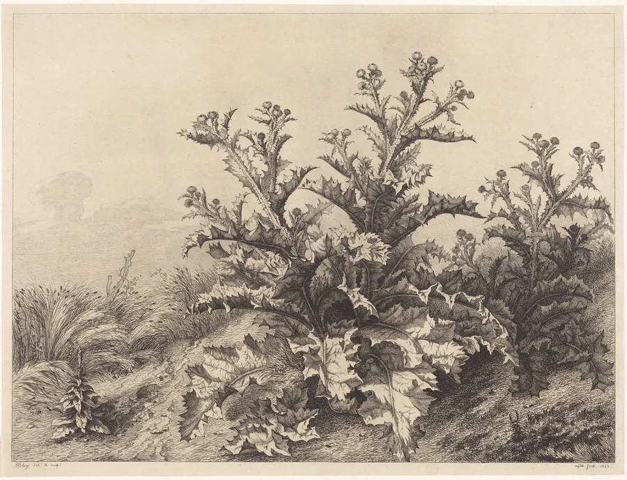 Large Thistle by Eugène Bléry