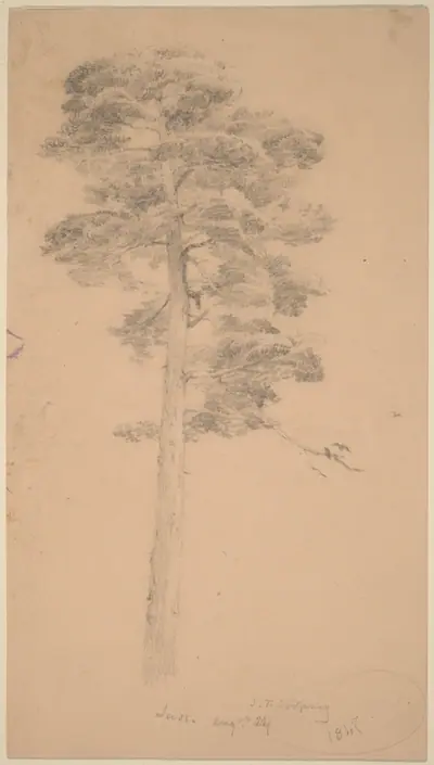 Pine Tree