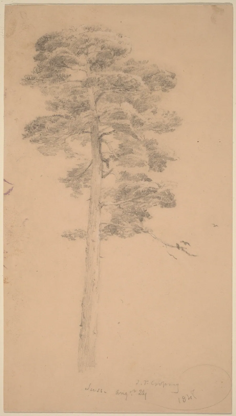 Pine Tree by Jasper Francis Cropsey