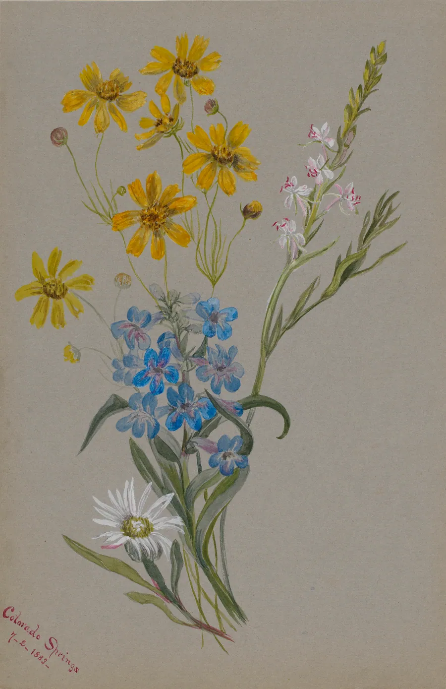 (Untitled, Group of Flowers) by Mary Vaux Walcott, born Philadelphia, PA 1860-died St. Andrews, New Brunswick, Canada 1940