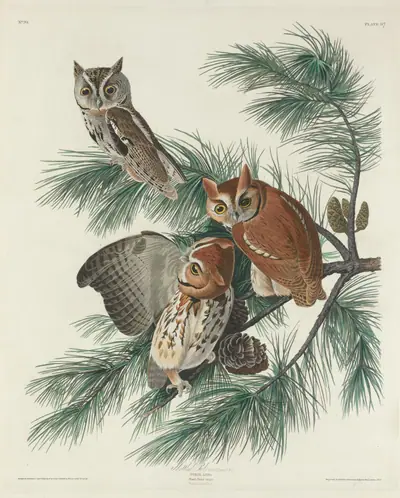 Mottled Owl