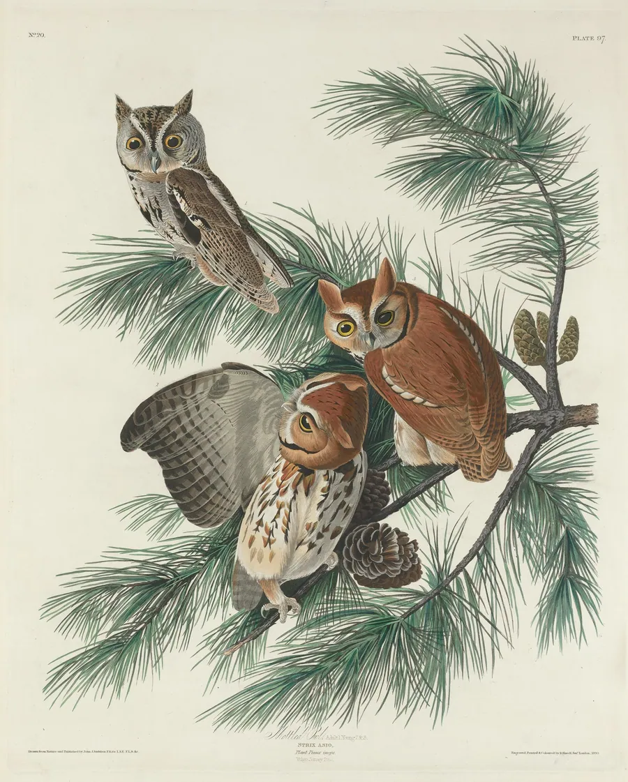 Mottled Owl by Robert Havell, Jr.