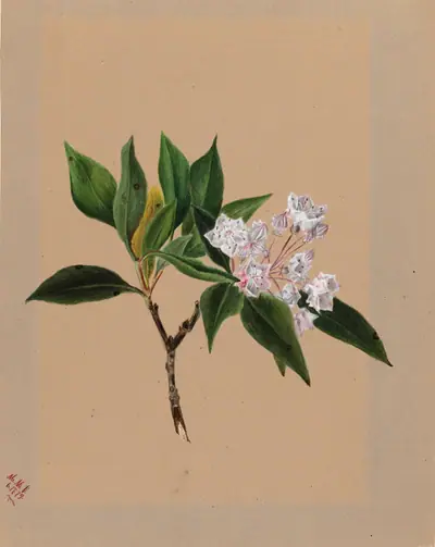 Mountain Laurel (Kalmia latifolia)