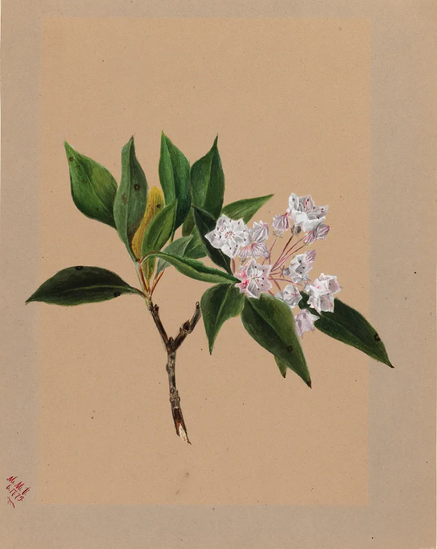 Mountain Laurel (Kalmia latifolia) by Mary Vaux Walcott, born Philadelphia, PA 1860-died St. Andrews, New Brunswick, Canada 1940