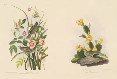 Seaside Finch; and Grafs Finch or Bay-Winged Bunting