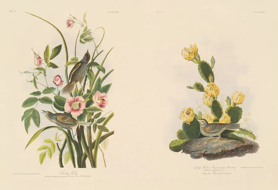 Seaside Finch; and Grafs Finch or Bay-Winged Bunting by Julius Bien
