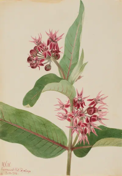 Showy Milkweed (Asclepias speciosa)