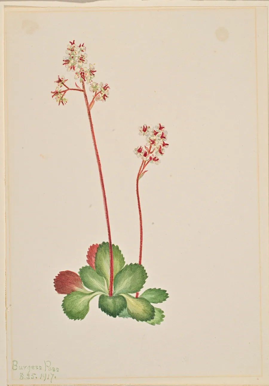 Evergreen Saxifrage (Leptarrhena pyrolifolia) by Mary Vaux Walcott, born Philadelphia, PA 1860-died St. Andrews, New Brunswick, Canada 1940