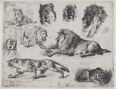 Study of Lions