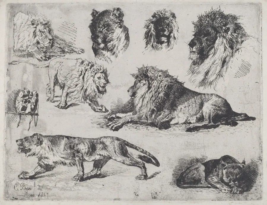 Study of Lions by Cesare Biseo
