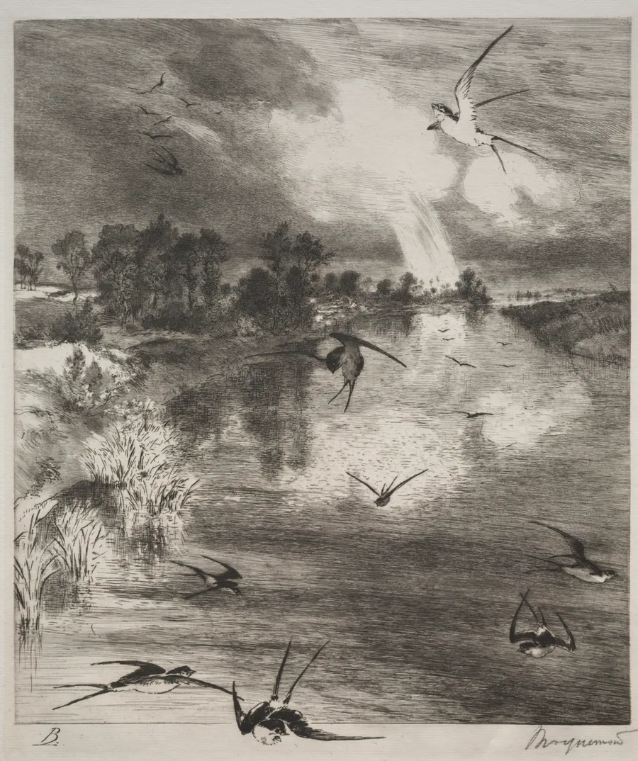 Swallows by Félix Bracquemond