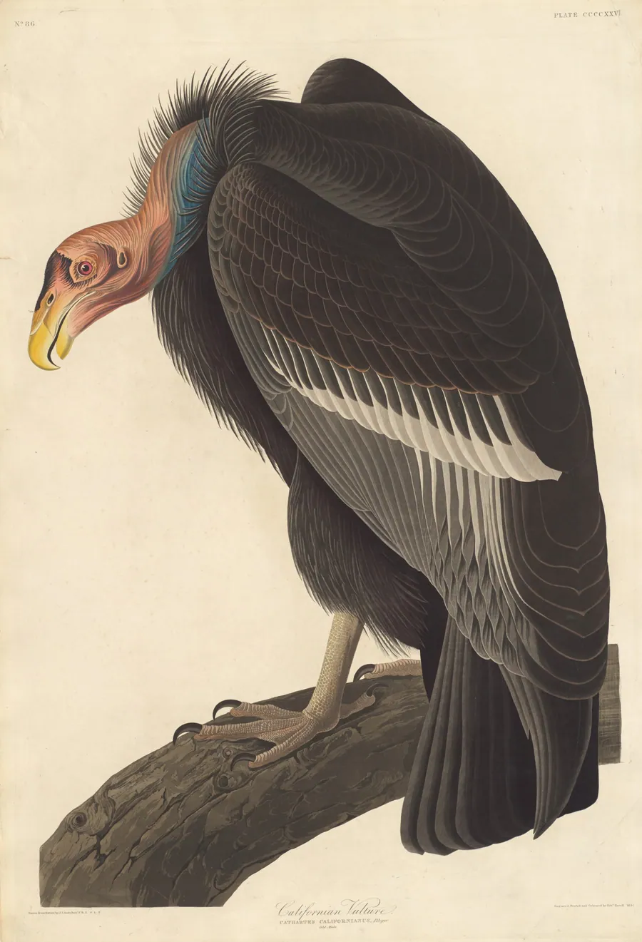 Californian Vulture by Robert Havell, Jr.