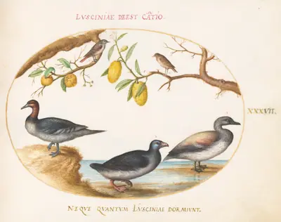 Plate 37: Three Waterfowl with Two Nightingales(?) Perched in Citrus Trees