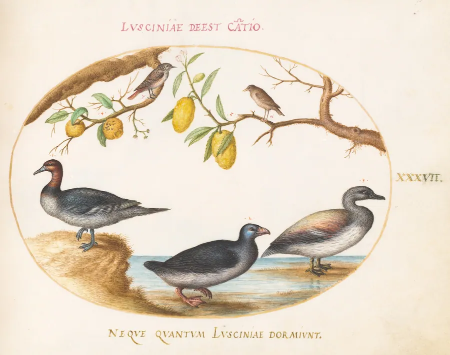 Plate 37: Three Waterfowl with Two Nightingales(?)  Perched in Citrus Trees by Joris Hoefnagel