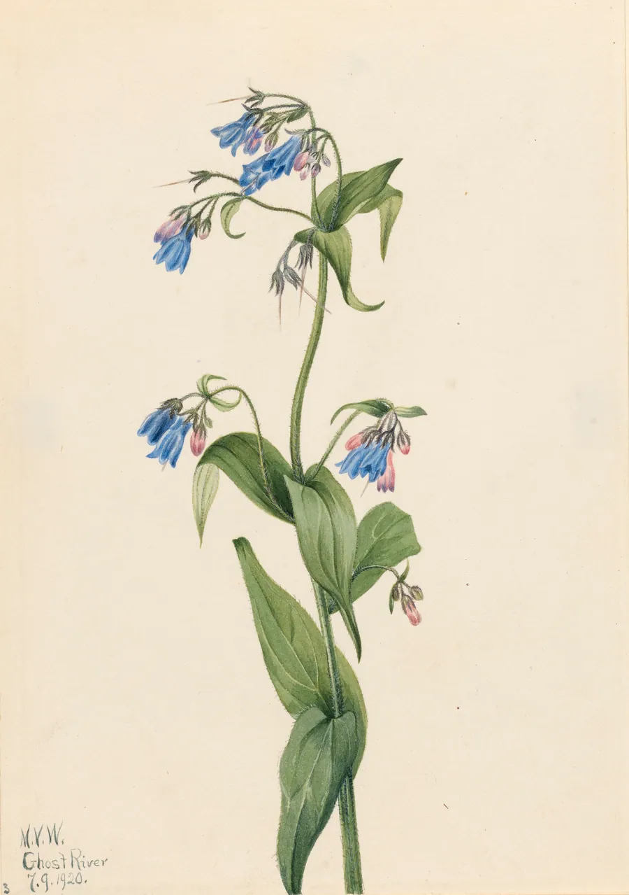 Western Bluebells (Mertensia paniculata) by Mary Vaux Walcott, born Philadelphia, PA 1860-died St. Andrews, New Brunswick, Canada 1940