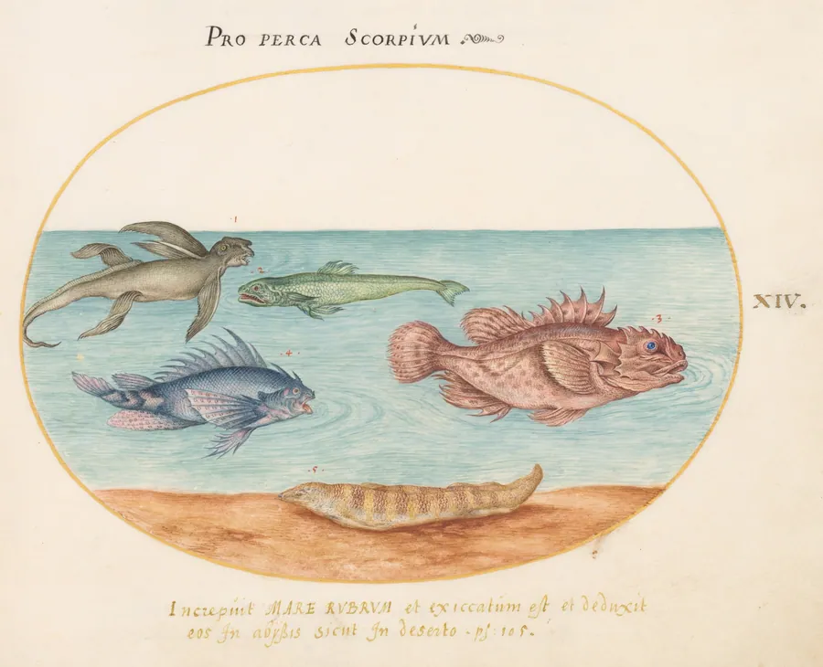 Plate 14: A "Sea Ape," Two Scorpion Fish, and Two Other Fish by Joris Hoefnagel