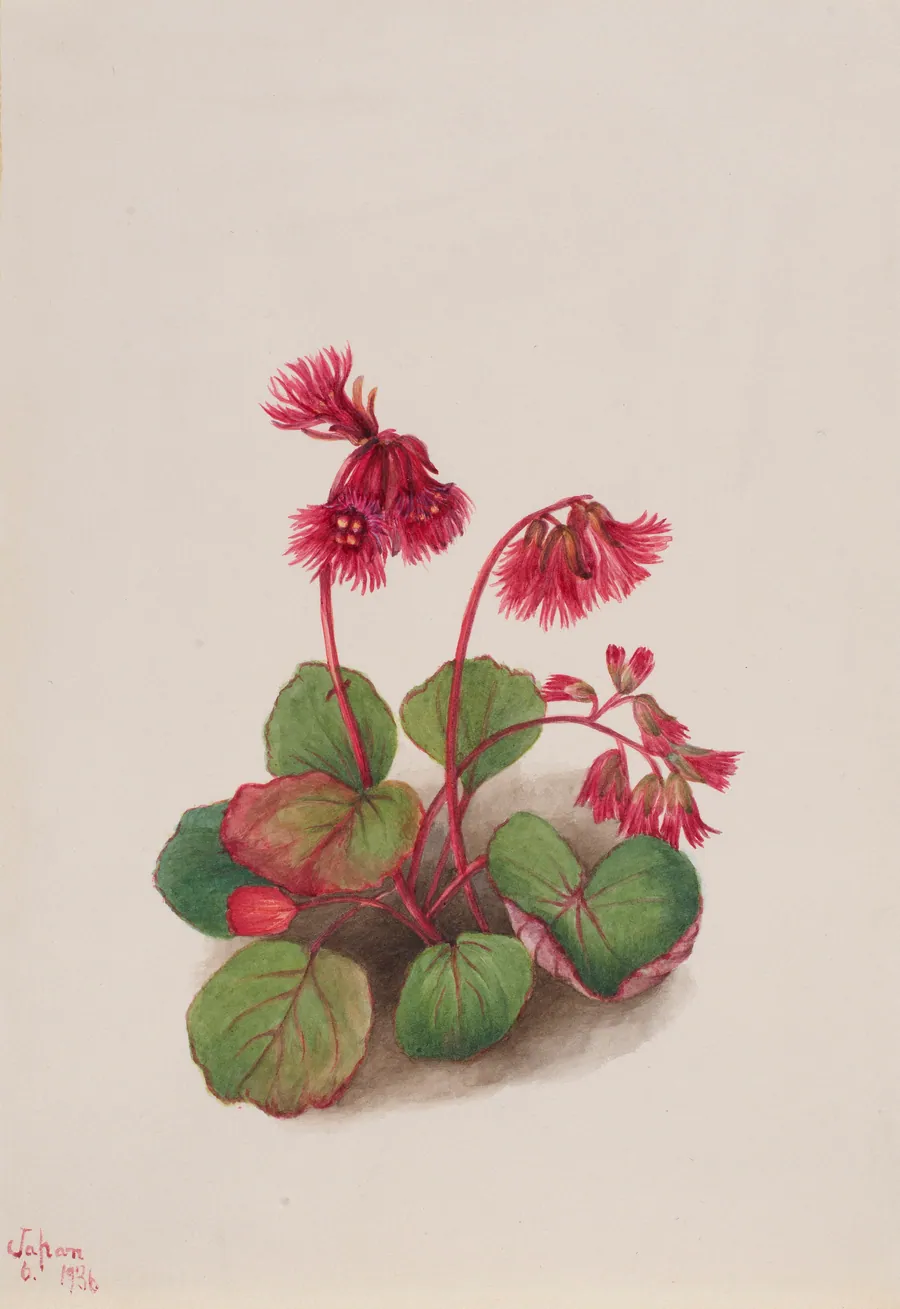 Schizocodon soldanelloides by Mary Vaux Walcott, born Philadelphia, PA 1860-died St. Andrews, New Brunswick, Canada 1940