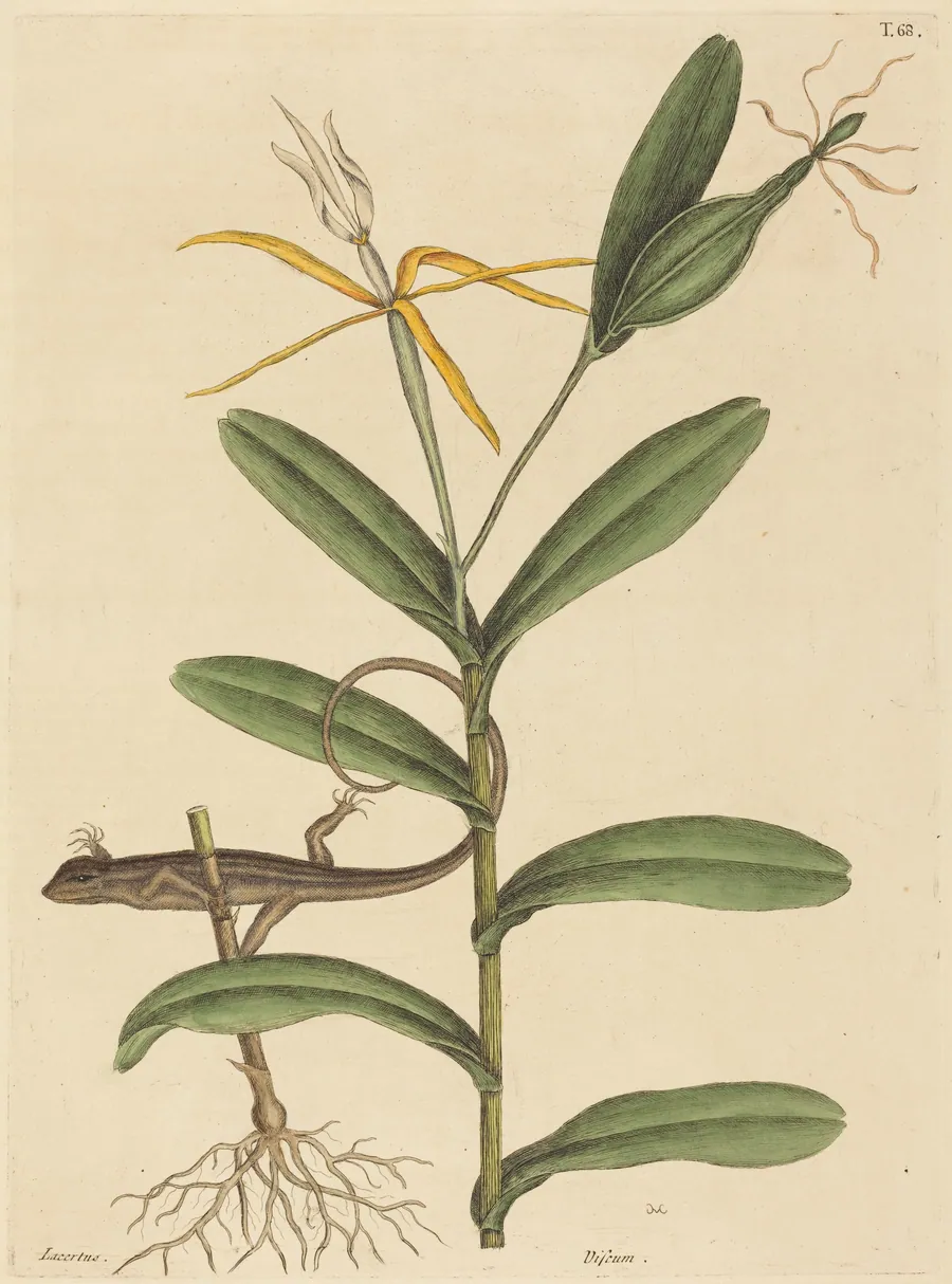 The Lyon Lizard (Lacerta 6-lineata) by Mark Catesby