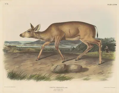 Black-Tailed Deer
