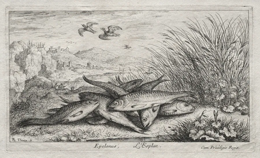 Seconde Partie de Poissons d'eau douce (Several Fresh Water Fish Species. Part II): Epelanus, L' Esplan (The Smelt) by Albert Flamen