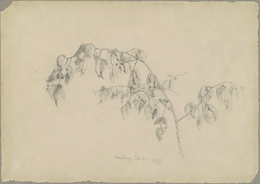 Blackberry by Andrew Fisher Bunner