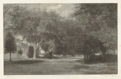 New England Elms